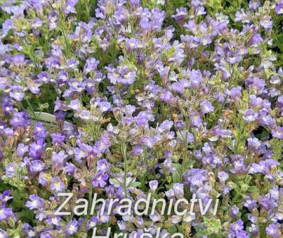 Chaenorhinum  origanifolium Dream Catcher