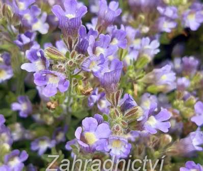 Chaenorhinum  origanifolium Dream Catcher