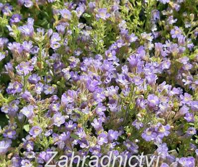 Chaenorhinum  origanifolium Dream Catcher