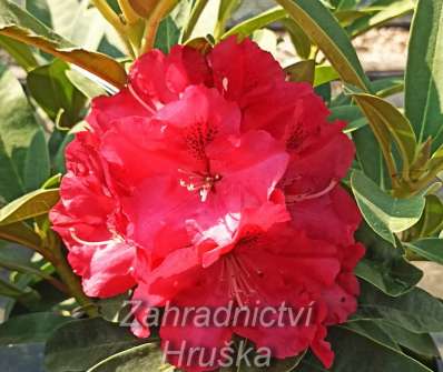 Rhododendron 'Wilgens Ruby'