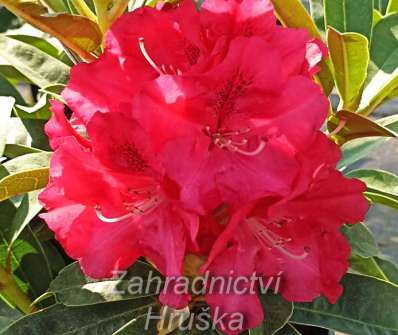 Rhododendron 'Wilgens Ruby'