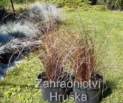 ostřice - Carex buchananii Red Rooster