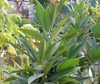 bobkovišeň - Prunus laurocerasus 'Renault Ace'