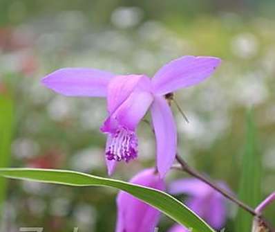 Bletilla striata