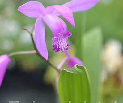 Bletilla striata
