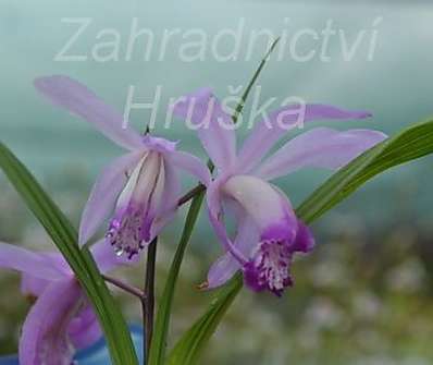 Bletilla striata