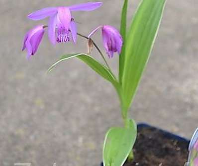 Bletilla striata