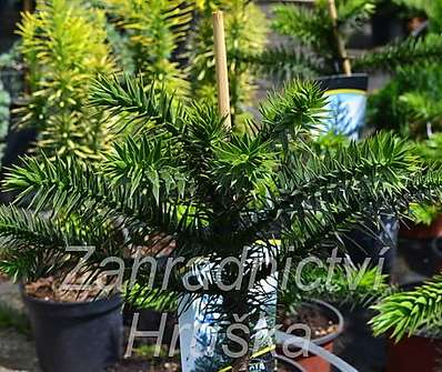 araukárie - Araucaria araucana.