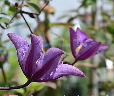 plamének - Clematis 'Exciting'