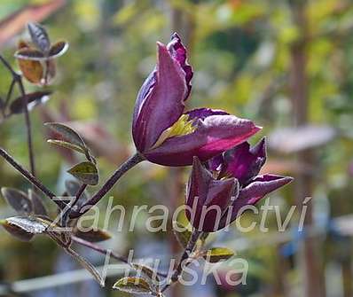 plamének - Clematis 'Exciting'