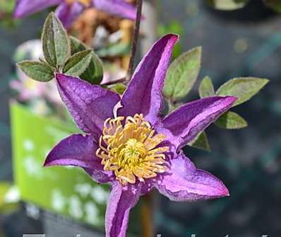 plamének - Clematis 'Exciting'