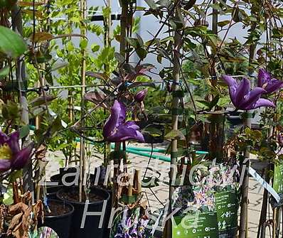 plamének - Clematis 'Exciting'