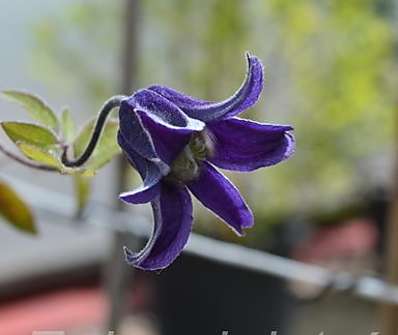 plamének - Clematis 'Fascination'