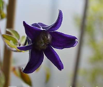 plamének - Clematis 'Fascination'