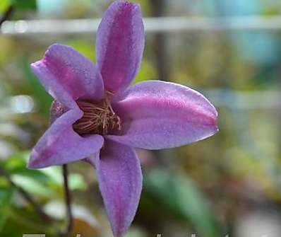 plamének - Clematis 'Mienie Belle'