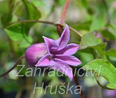 plamének - Clematis 'Mienie Belle'