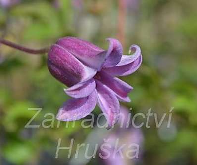 plamének - Clematis 'Mienie Belle'