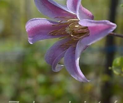 plamének - Clematis 'Mienie Belle'