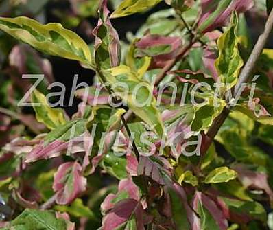 svída - Cornus mas 'Tricolor'