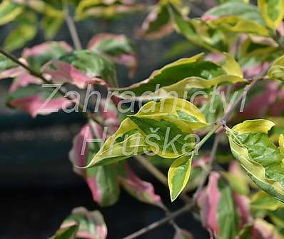 svída - Cornus mas 'Tricolor'