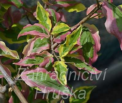 svída - Cornus mas 'Tricolor'