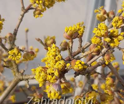 svída - Cornus mas 'Tricolor'