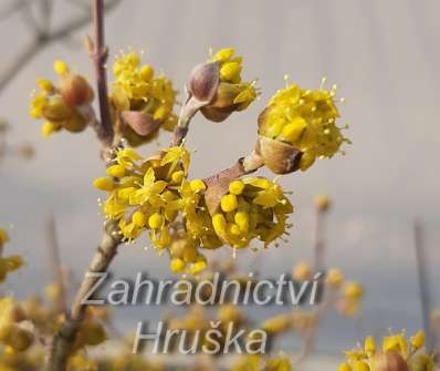 svída - Cornus mas 'Tricolor'