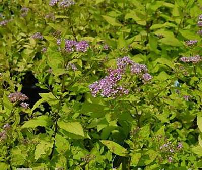 tavolník - Spiraea japonica 'Goldmound'