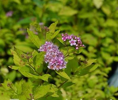 tavolník - Spiraea japonica 'Goldmound'