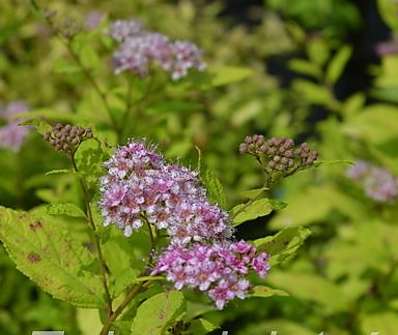 tavolník - Spiraea japonica 'Goldmound'