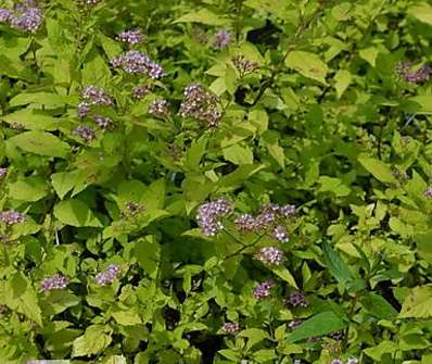 tavolník - Spiraea japonica 'Goldmound'