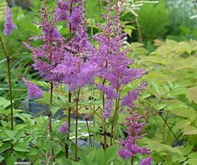 Astilbe..