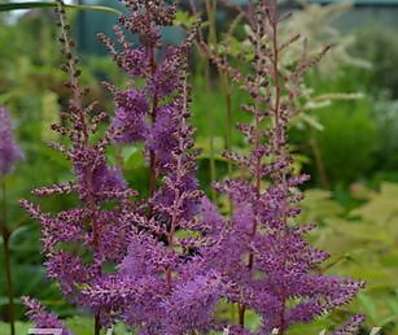 Astilbe..