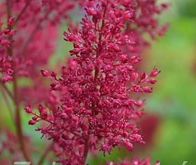 Astilbe chinensis Red Sentinel