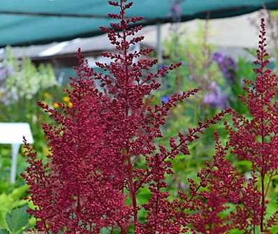 Astilbe chinensis Red Sentinel