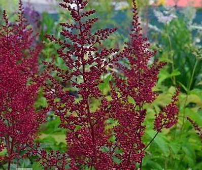 Astilbe chinensis Red Sentinel