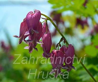 Dicentra formosa Luxuriant