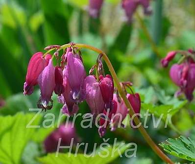 Dicentra formosa Luxuriant