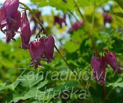 Dicentra formosa Luxuriant