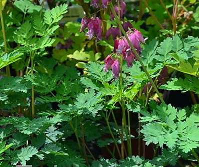 Dicentra formosa Luxuriant