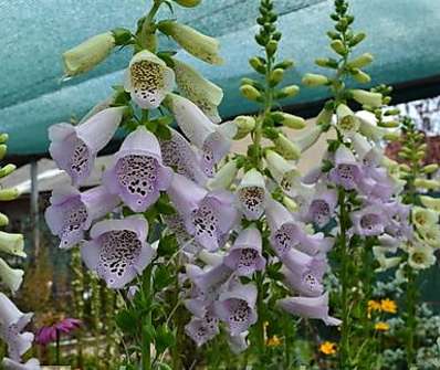Digitalis purpurea Virtuoso Lavender
