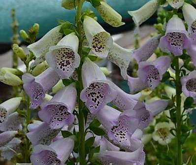 Digitalis purpurea Virtuoso Lavender
