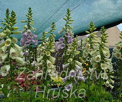 Digitalis purpurea Virtuoso Lavender
