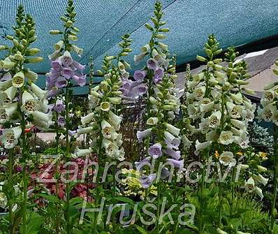 Digitalis purpurea Virtuoso Lavender