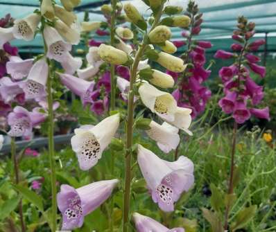 Digitalis purpurea Virtuoso Lavender