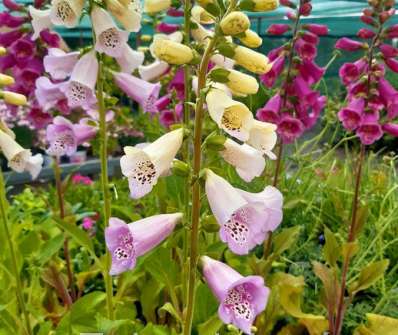 Digitalis purpurea Virtuoso Lavender