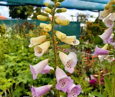 Digitalis purpurea Virtuoso Lavender