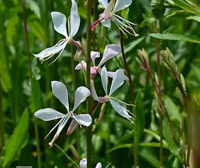 Gaura lindheimeri Butterfly Rose