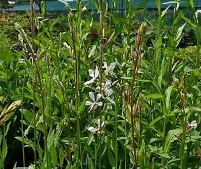 Gaura lindheimeri Butterfly Rose