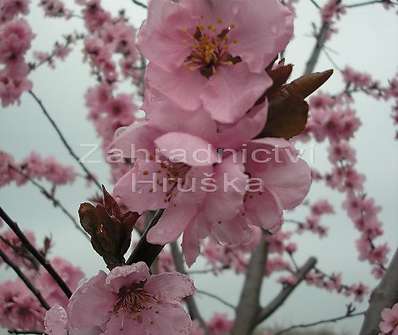 slivoň - Prunus cerasifera 'Nigra'